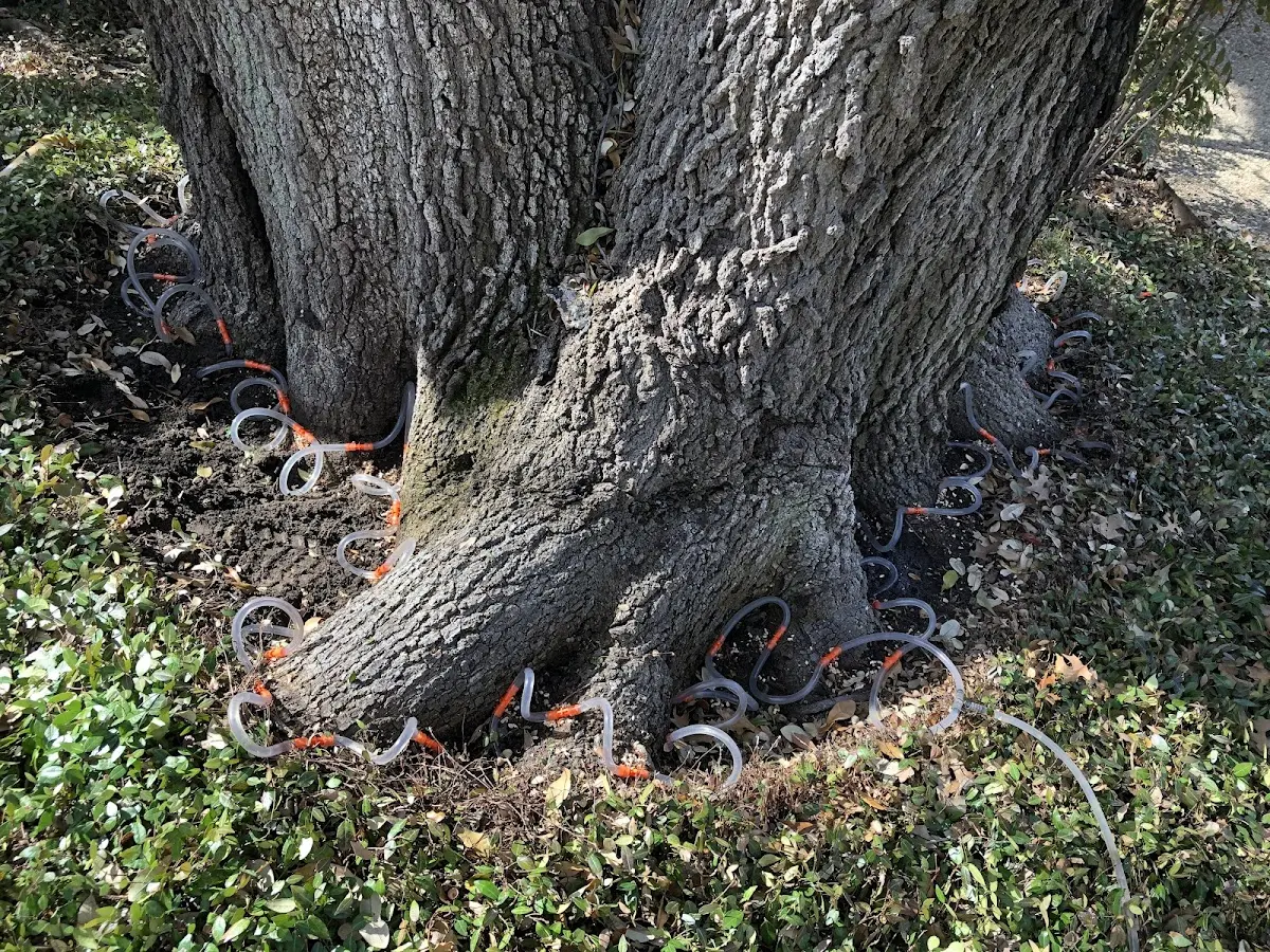 Detailed Tree Cabling and Bracing job site in Meadow Vista