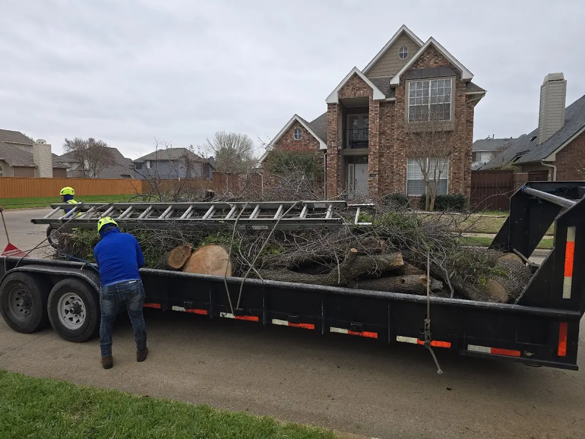 Expert Tree Fertilization with proper safety equipment in Meadow Vista